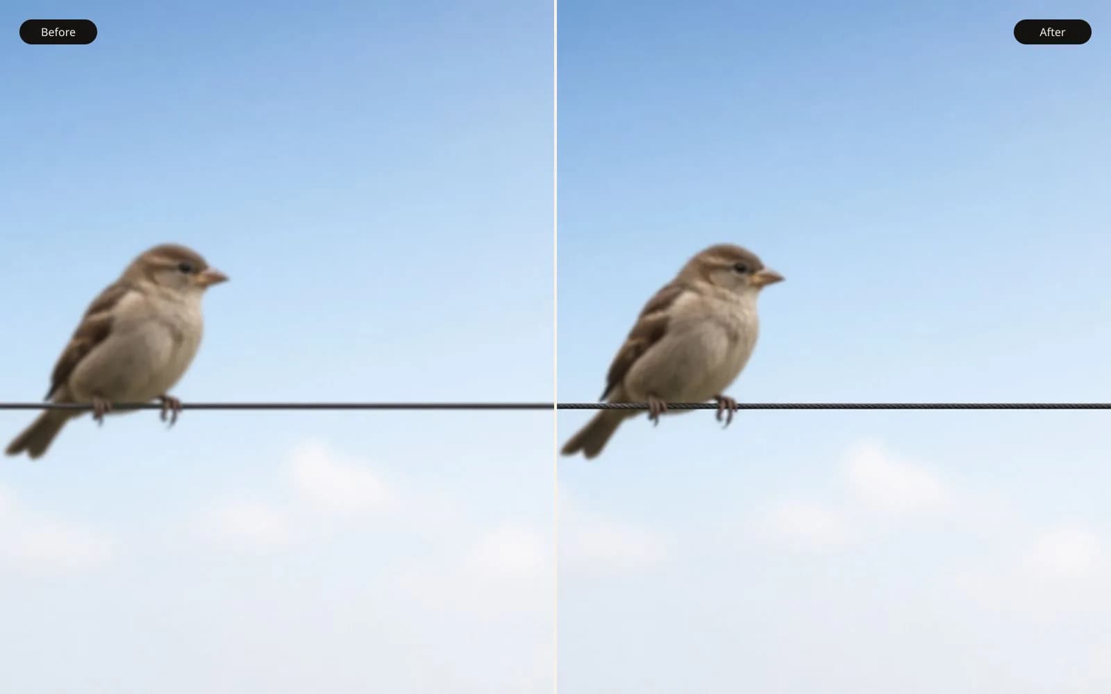 Before and after of a small bird on a wire. Left is the blur damage. Right is the same photograph kept sharp.