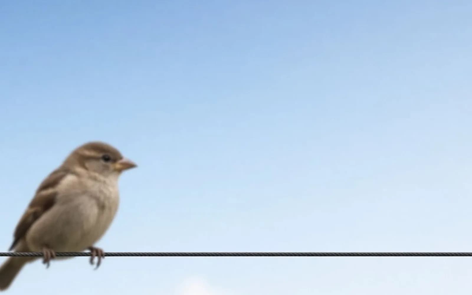 The same crop of a small bird on a wire without the blur damage, kept for comparison.