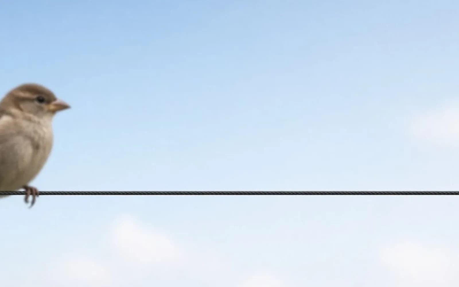 The same crop of a small bird on a wire without the blur damage, kept for comparison.