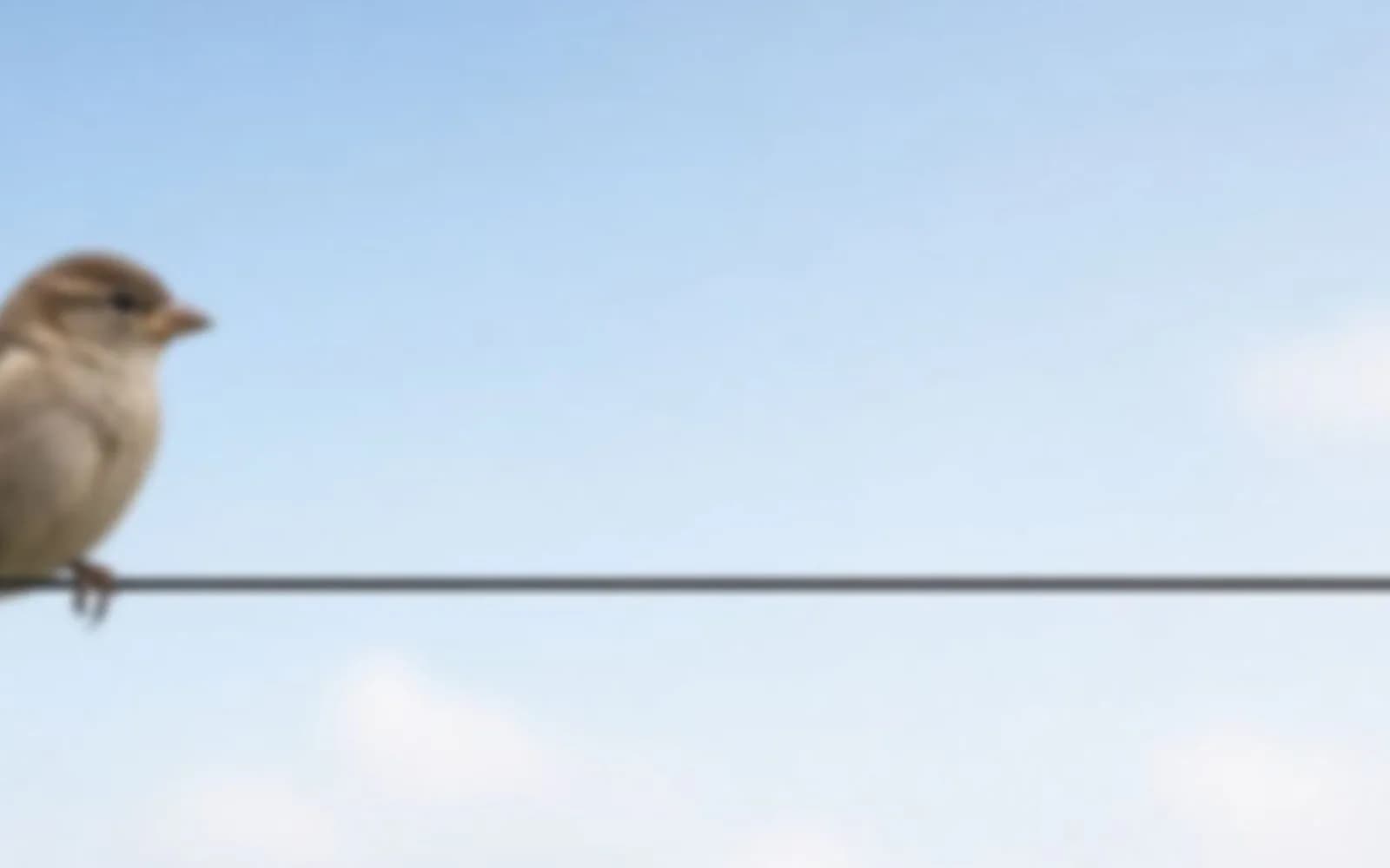 Close crop of a small bird on a wire with blur damage, the problem this guide is measuring.