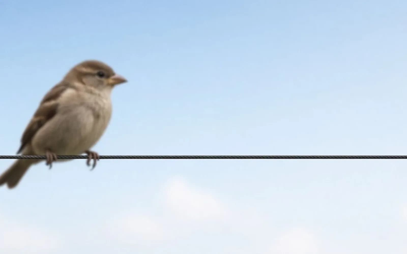 The same crop of a small bird on a wire without the blur damage, kept for comparison.