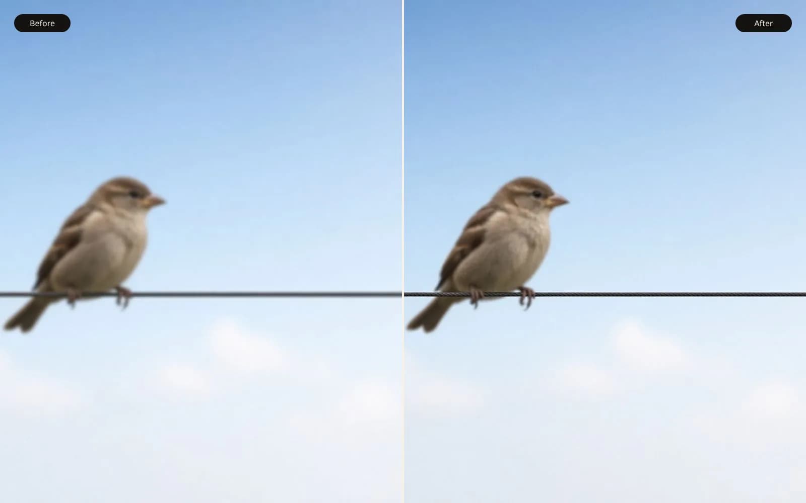 Before and after of a small bird on a wire. Left is the blur damage. Right is the same photograph kept sharp.